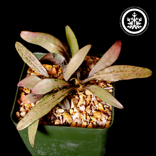 Euphorbia francosii hybrid