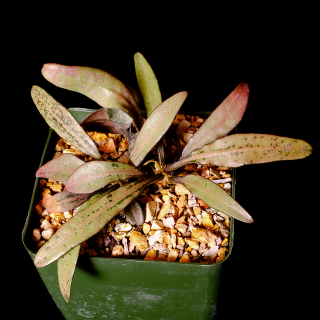 Euphorbia francoisii