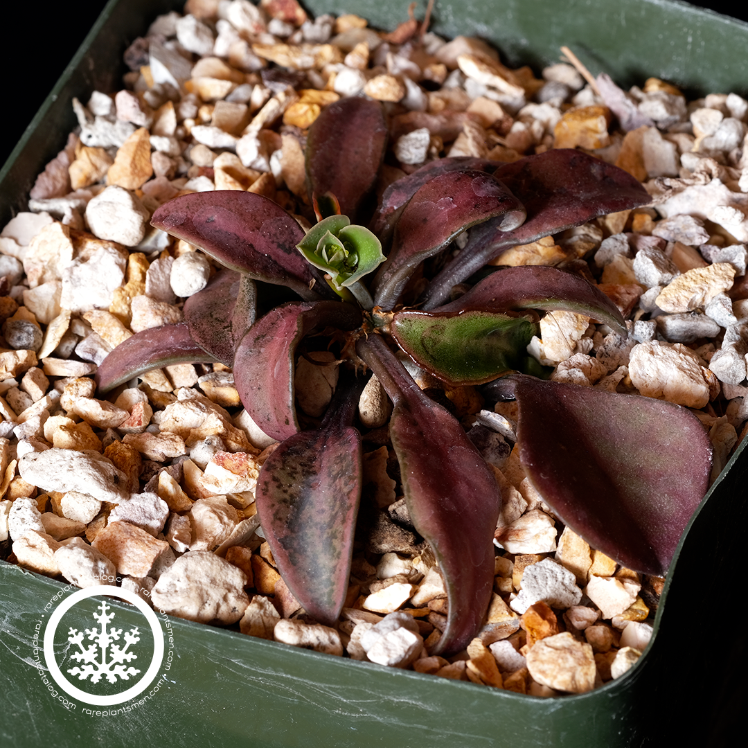 Euphorbia francoisii f. rubra