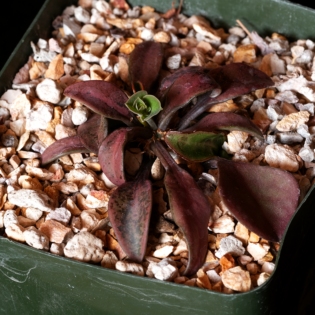 Euphorbia francoisii