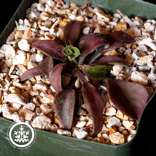 Euphorbia francoisii f. rubra