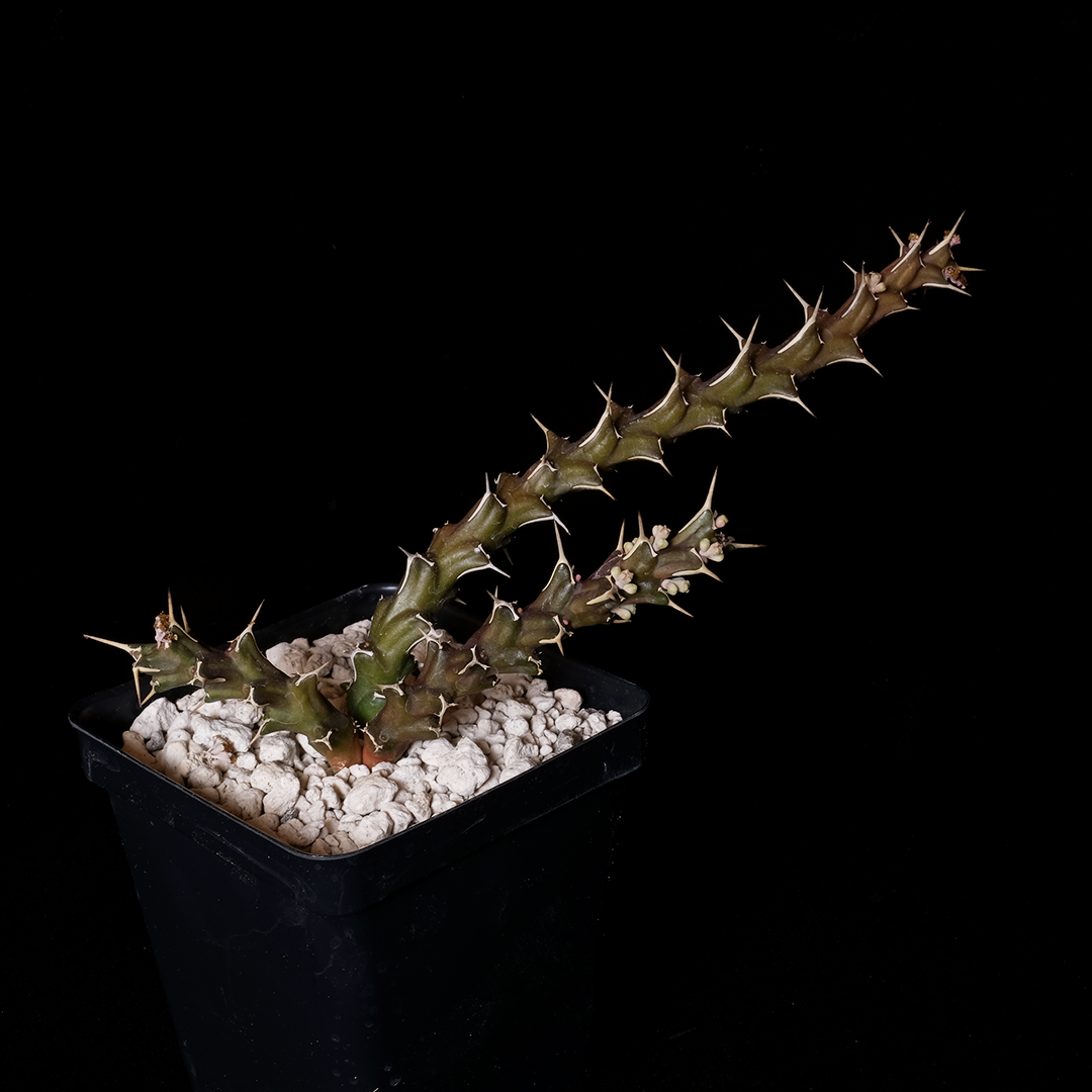 Euphorbia furcata