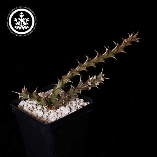 Euphorbia furcata
