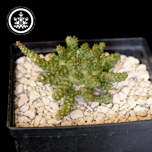 Euphorbia gamkiensis hybrid