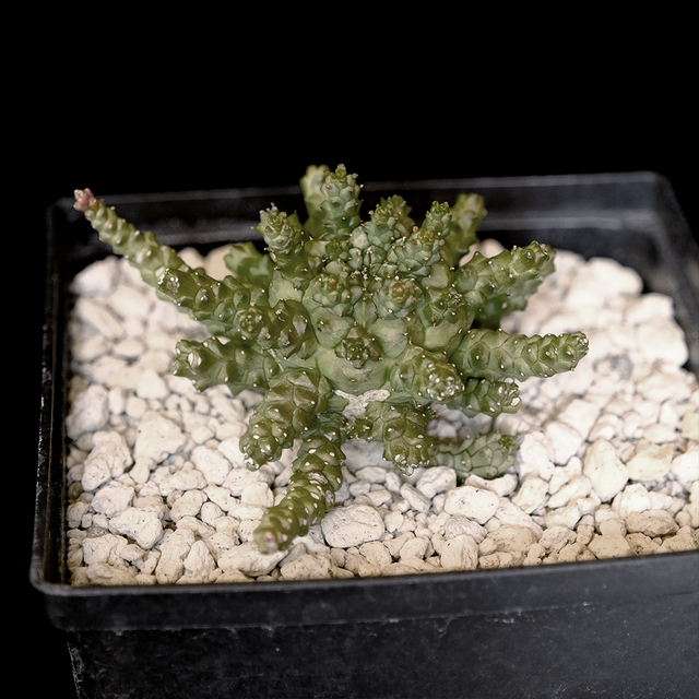 Euphorbia gamkensis hybrid
