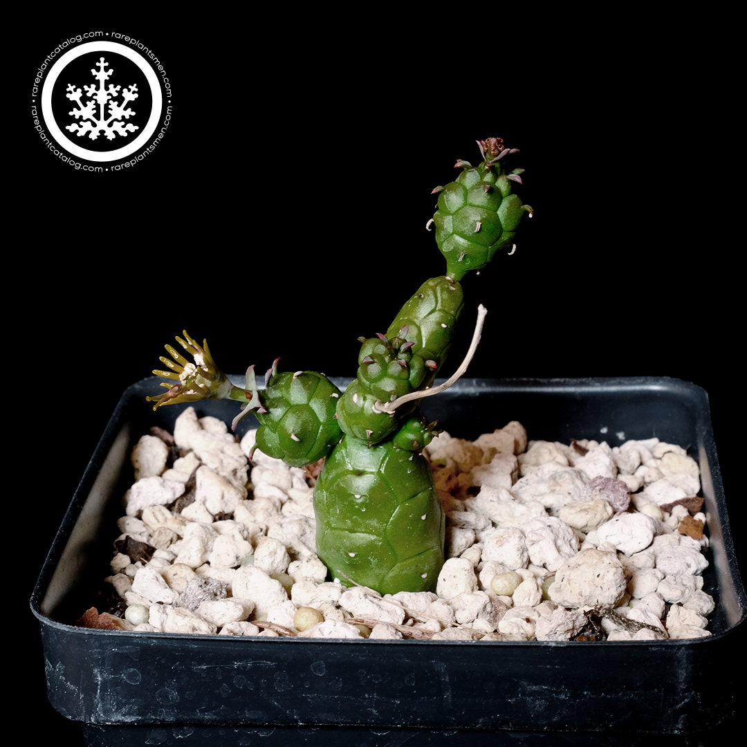 Euphorbia globosa