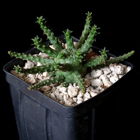 Euphorbia gorgonis