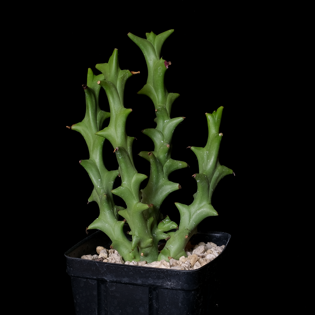 Euphorbia hamata