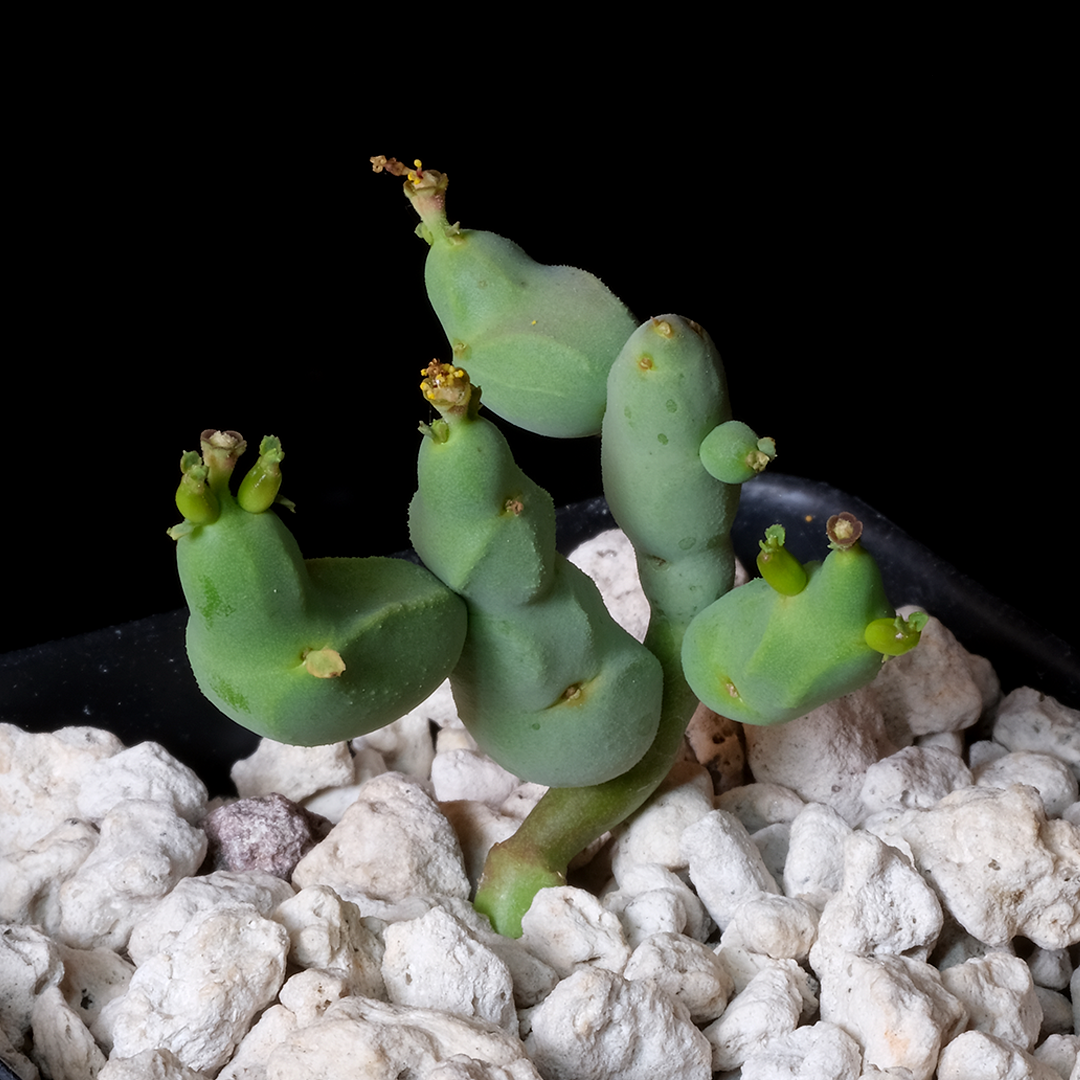 Euphorbia herrei