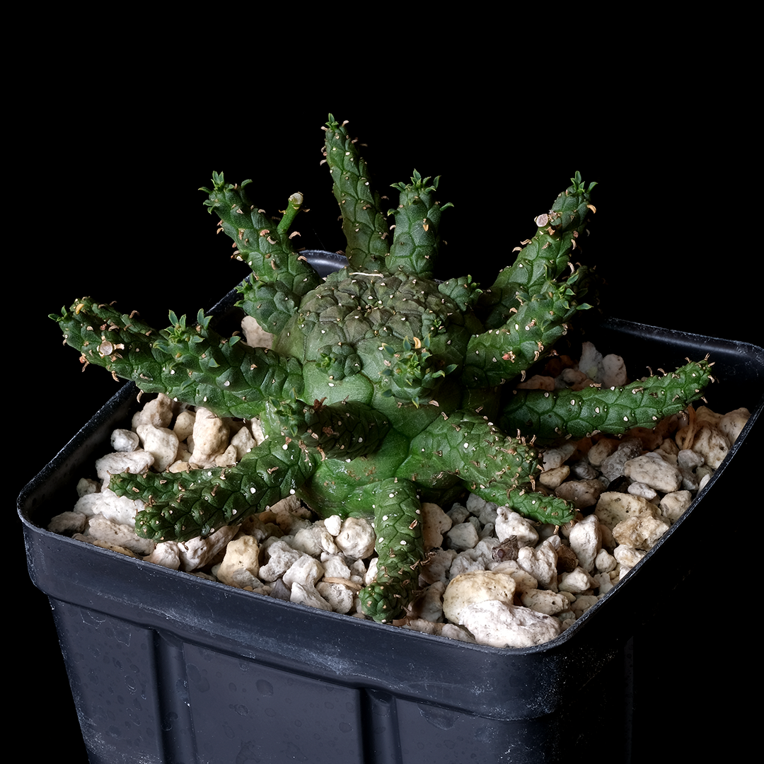 Euphorbia hopetownensis