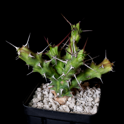 Euphorbia kalisana