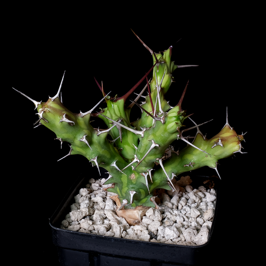 Euphorbia kalisana