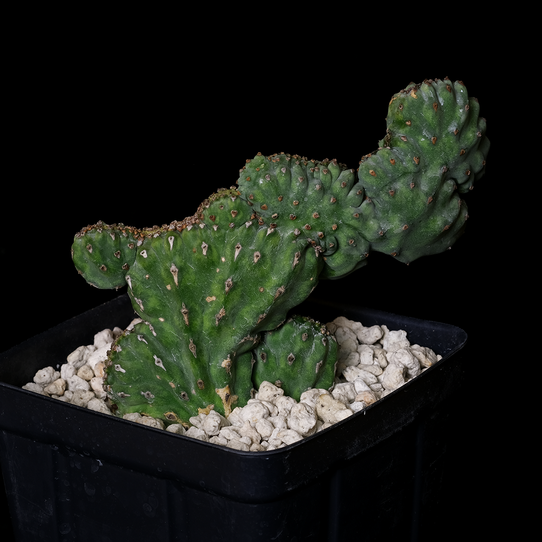 Euphorbia lyttoniana cristata