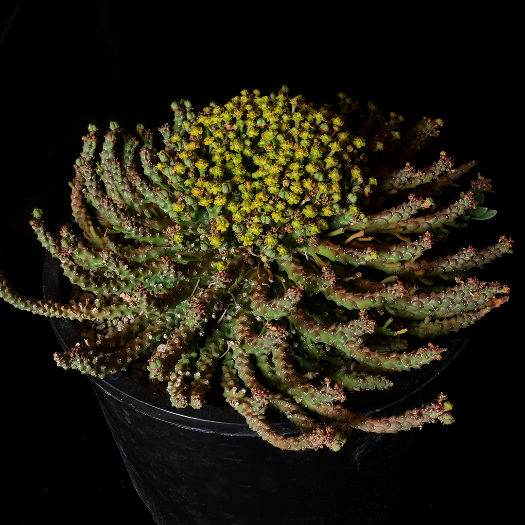 Euphorbia 'medusoid hybrid' XL specimen