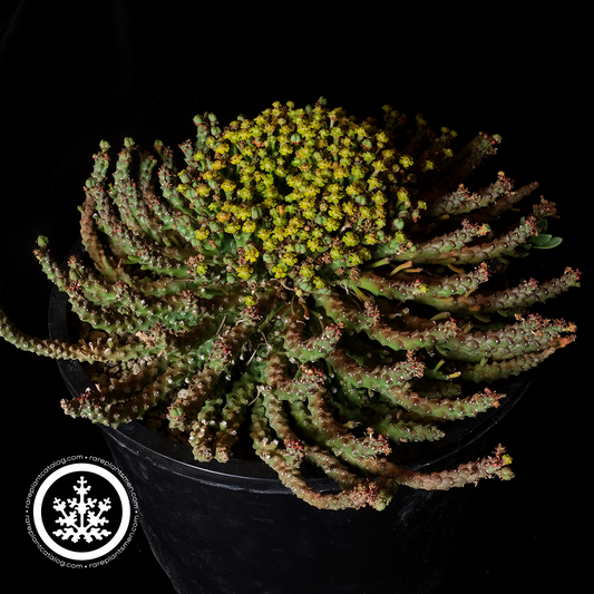 Euphorbia medusoid XL specimen