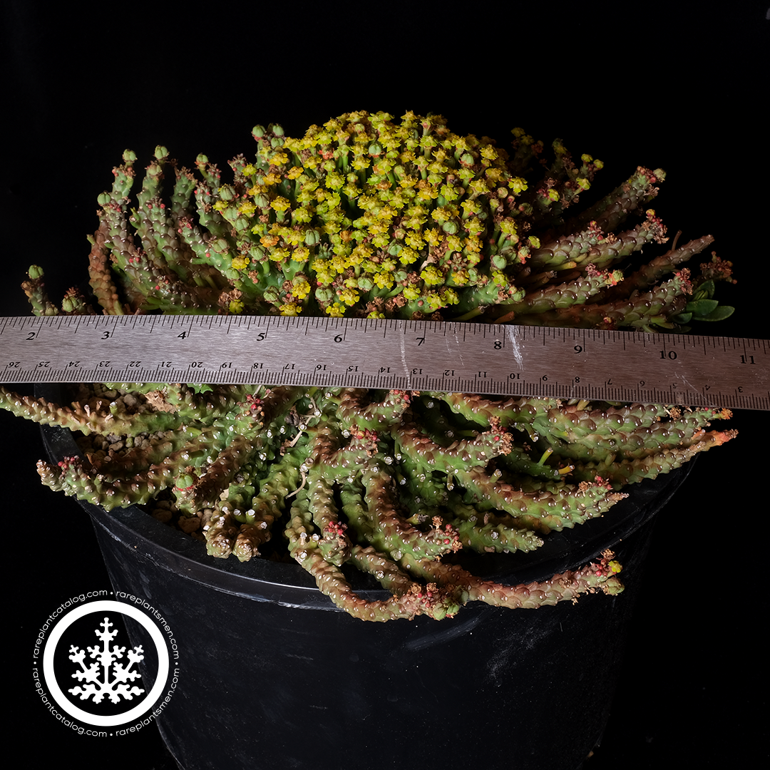 Euphorbia medusoid XL specimen