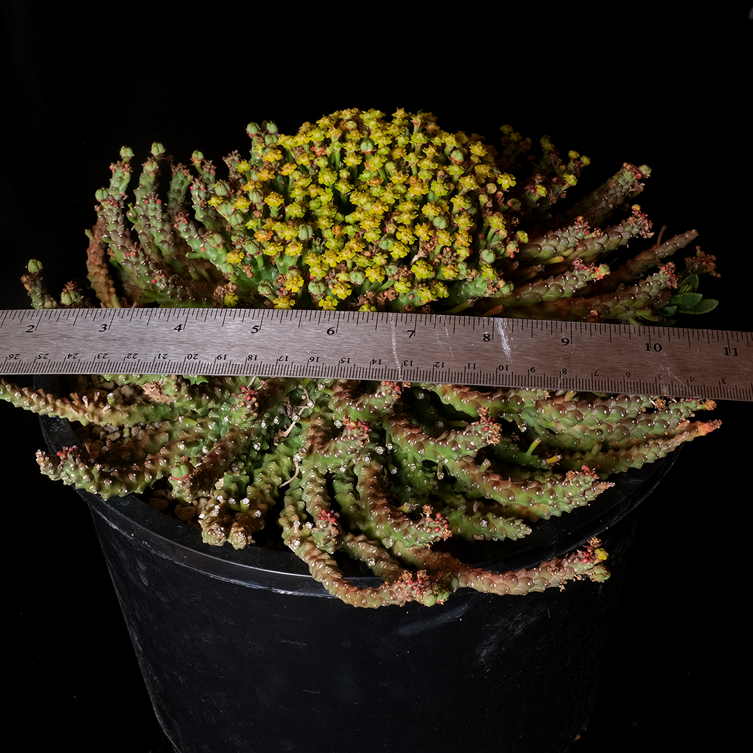 Euphorbia 'medusoid hybrid' XL specimen