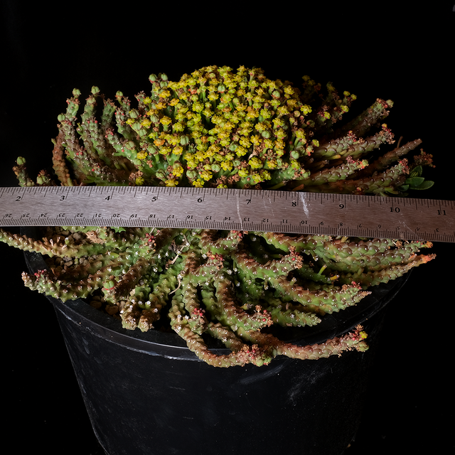 Euphorbia medusoid hybrid XL specimen