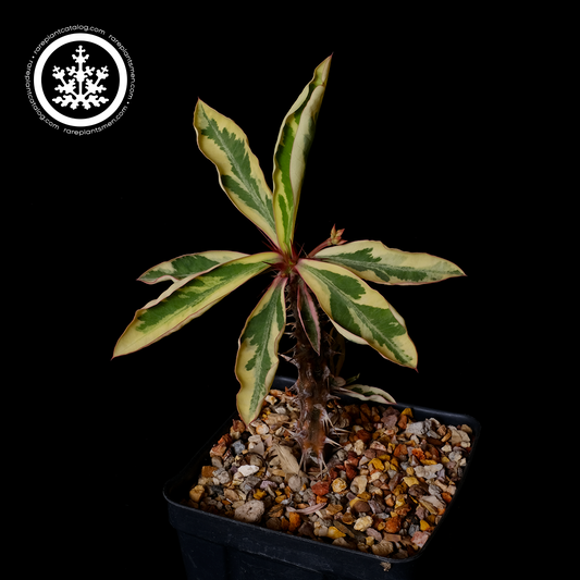 Euphorbia millii variegated