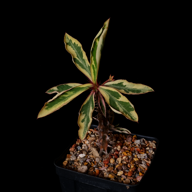 Euphorbia milii variegated