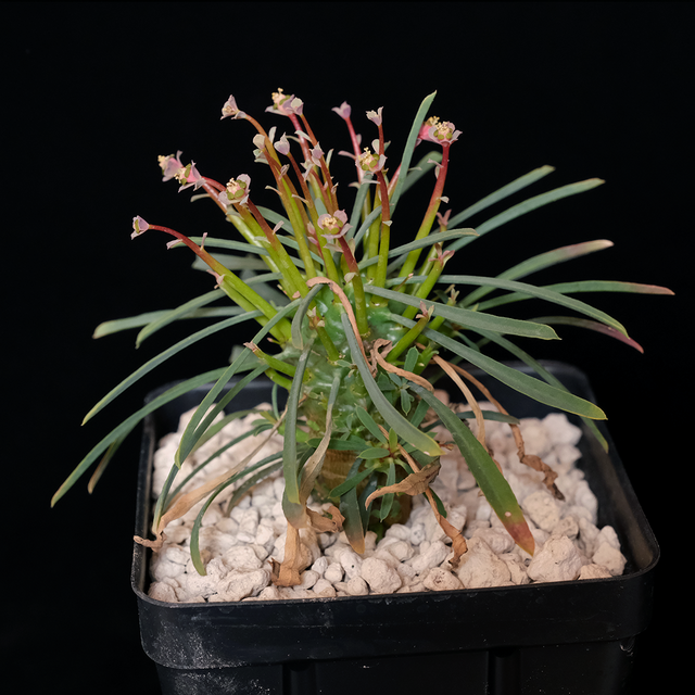 Euphorbia multifolia