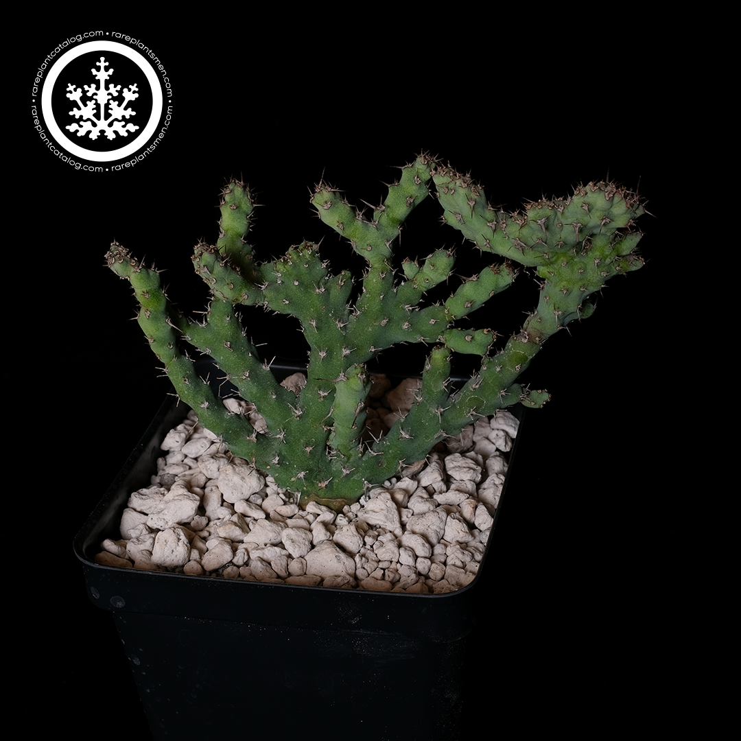Euphorbia petricola crested