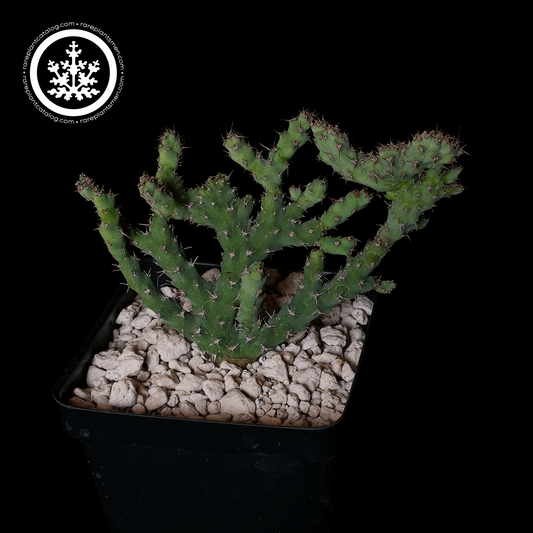 Euphorbia petricola crested