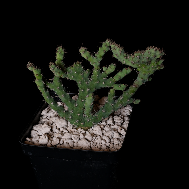 Euphorbia petricola crested