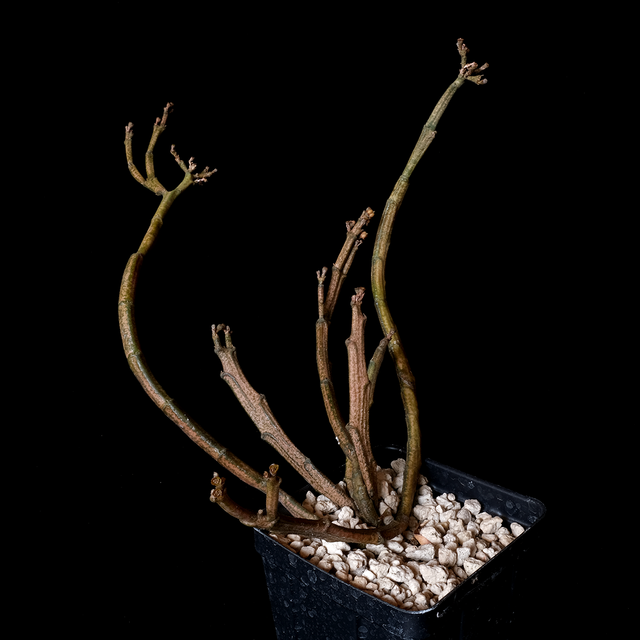 Euphorbia platyclada