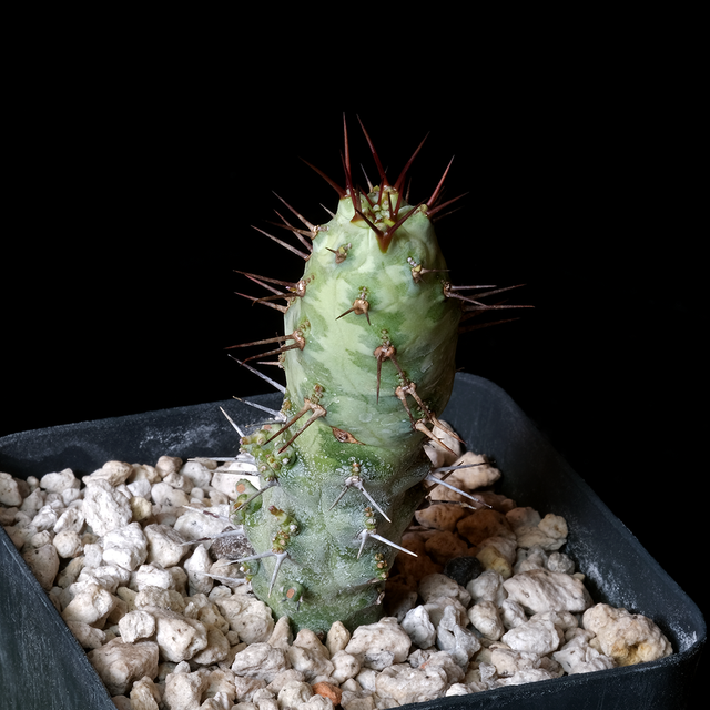 Euphorbia prona