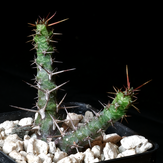 Euphorbia quadrispina