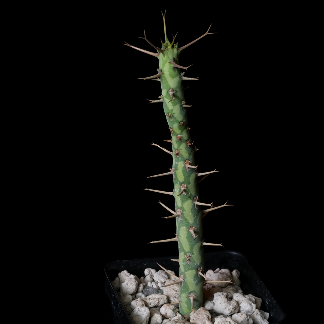Euphorbia schizacantha