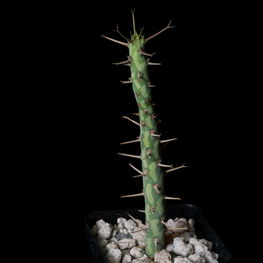 Euphorbia schizacantha
