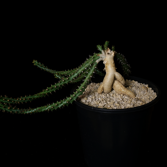 Euphorbia stellata specimen