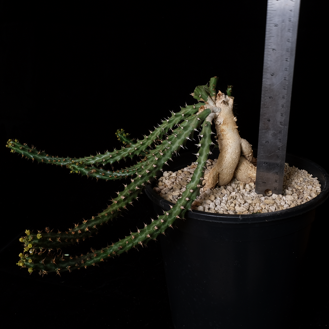 Euphorbia stellata specimen