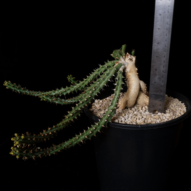 Euphorbia stellata specimen