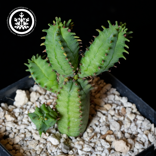 Euphorbia tubiglans