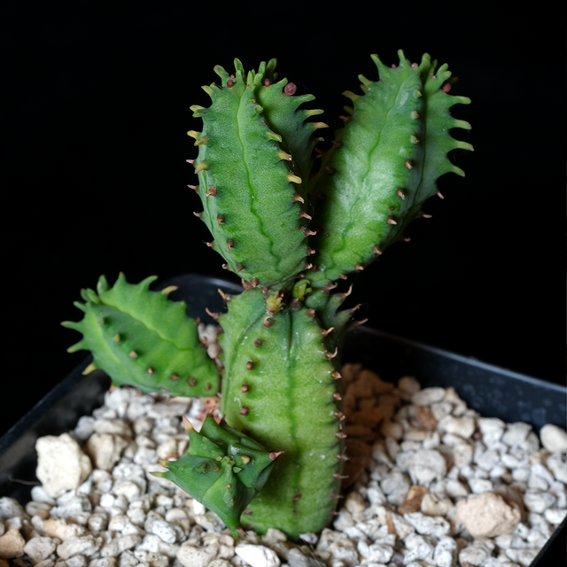 Euphorbia tubiglans