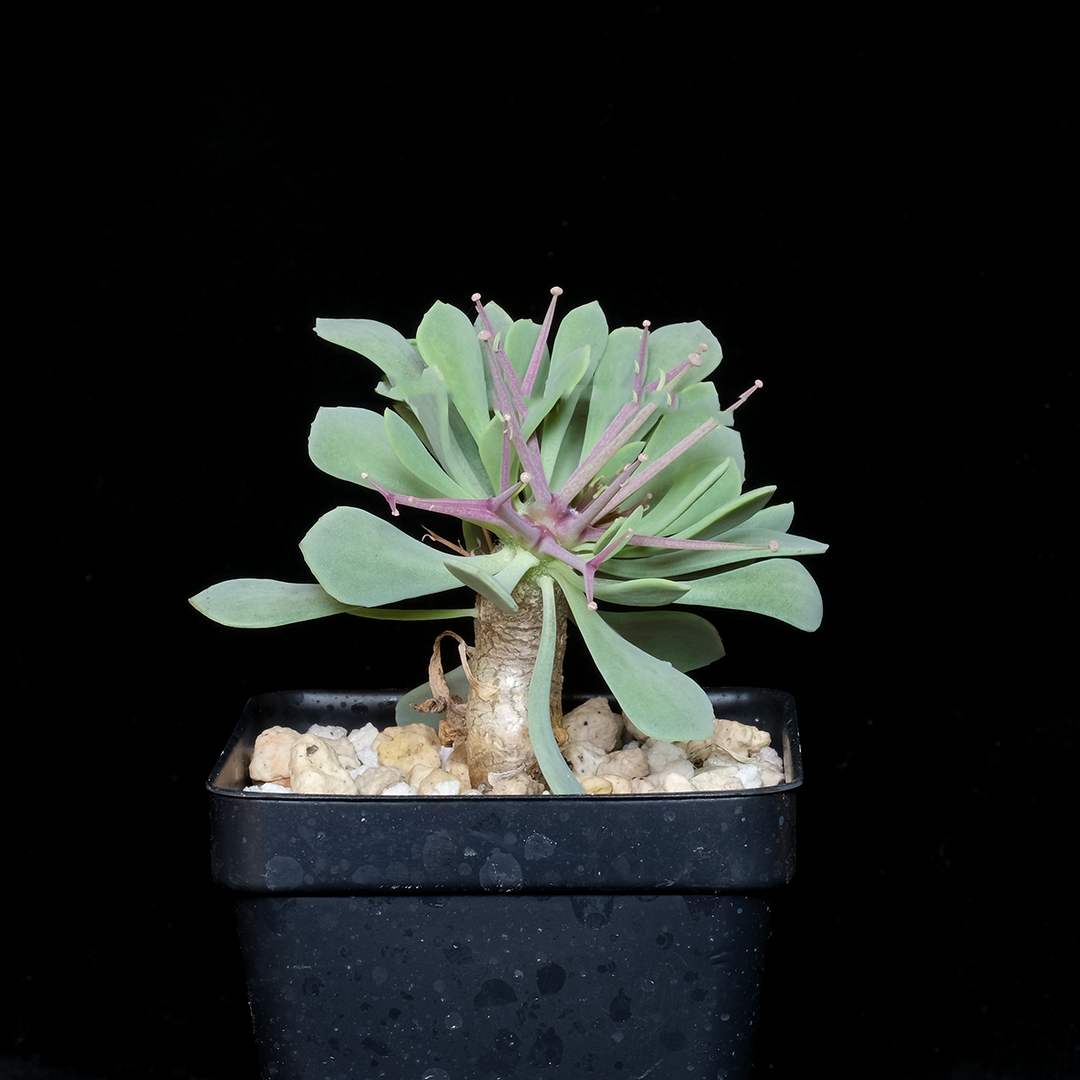 Othonna euphorbioides (small)