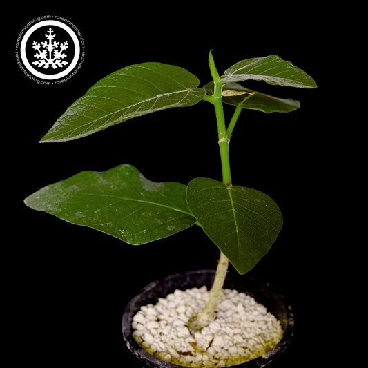 Ficus socotrana