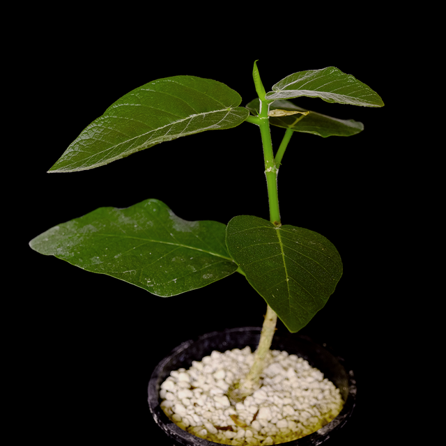 Ficus socotrana