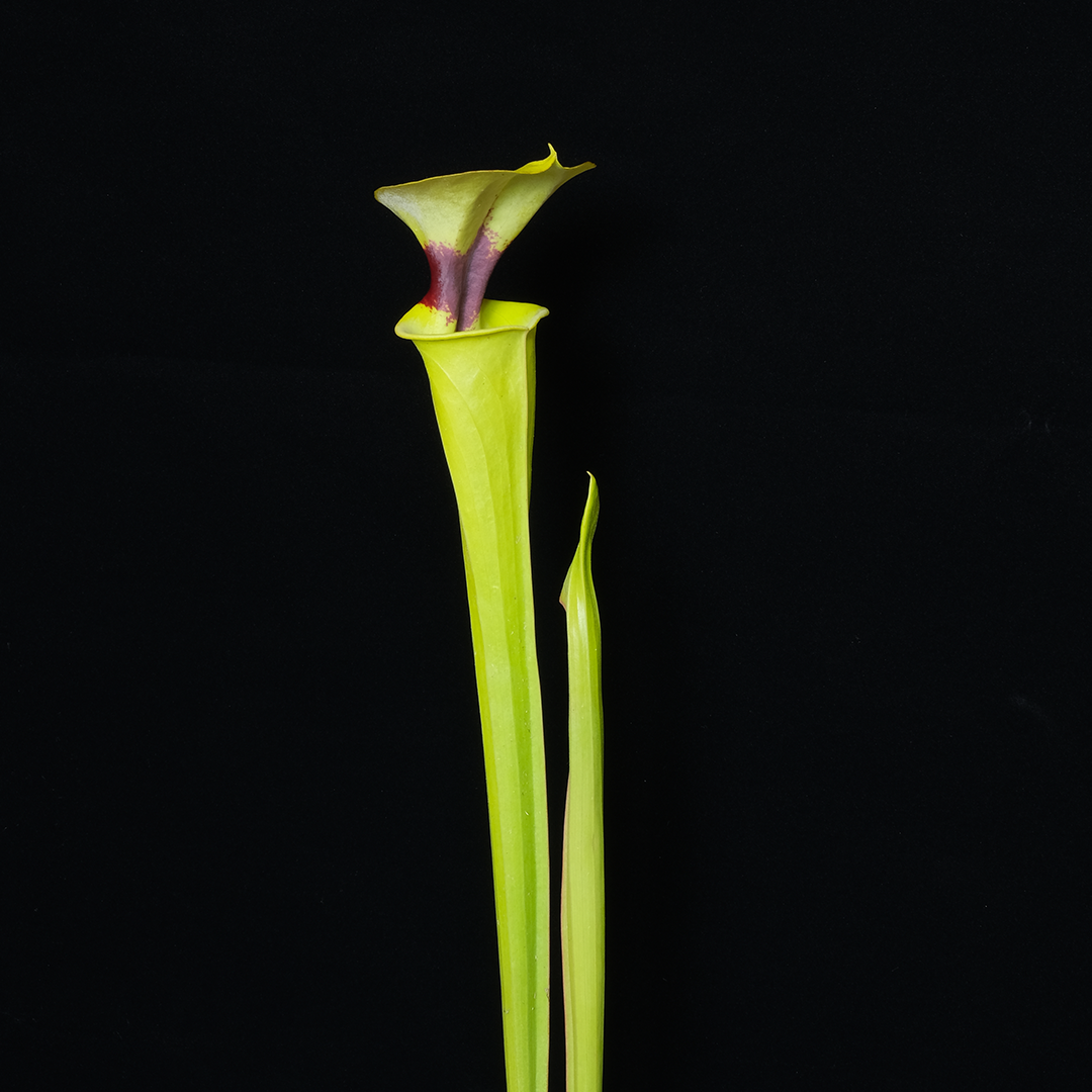 Sarracenia flava var. rugelii B99.241
