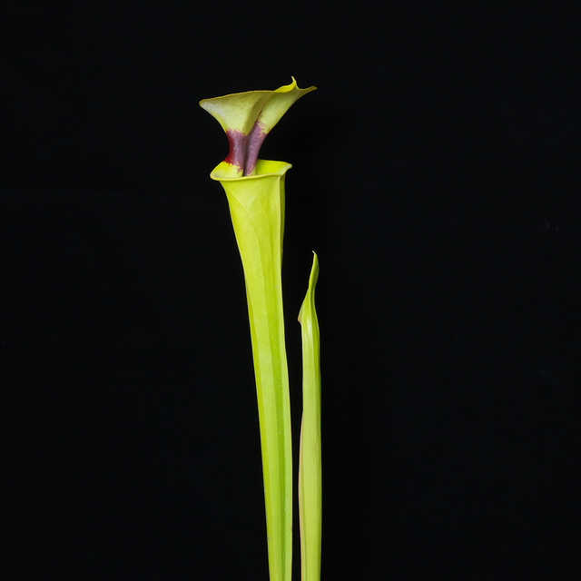 Sarracenia flava var. rugelii B99.241