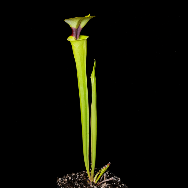 Sarracenia flava var. rugelii B99.241