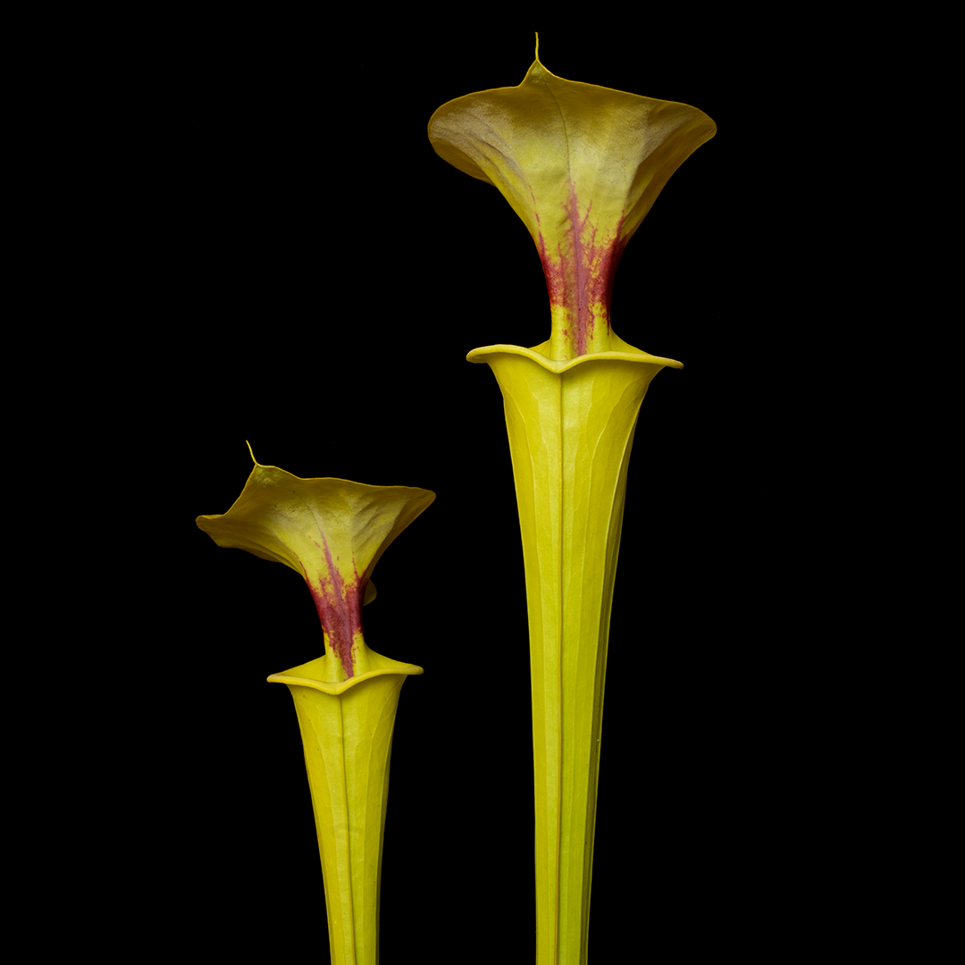 Sarracenia flava var. rugelii