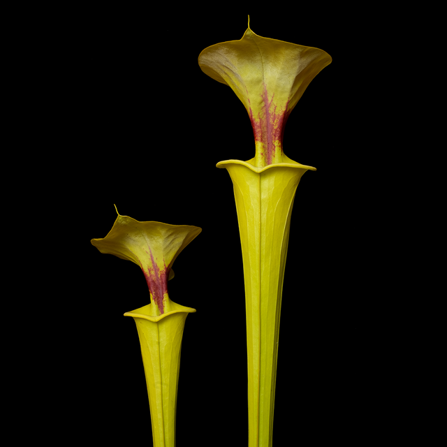 Sarracenia flava var. rugelii