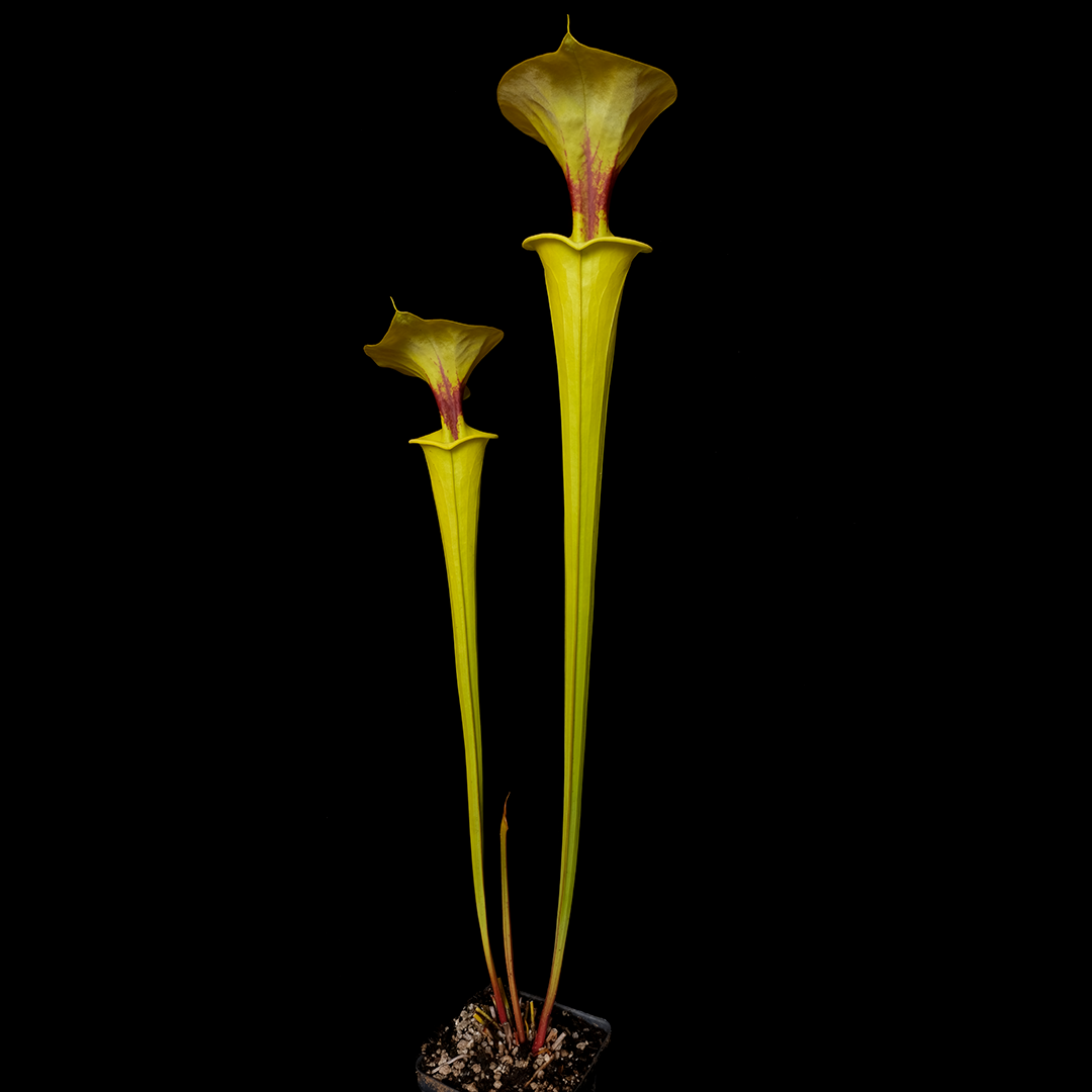 Sarracenia flava var. rugelii