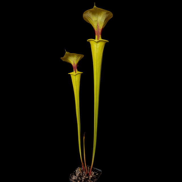 Sarracenia flava var. rugelii