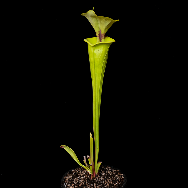 Sarracenia flava var. rugelii 'Giant'