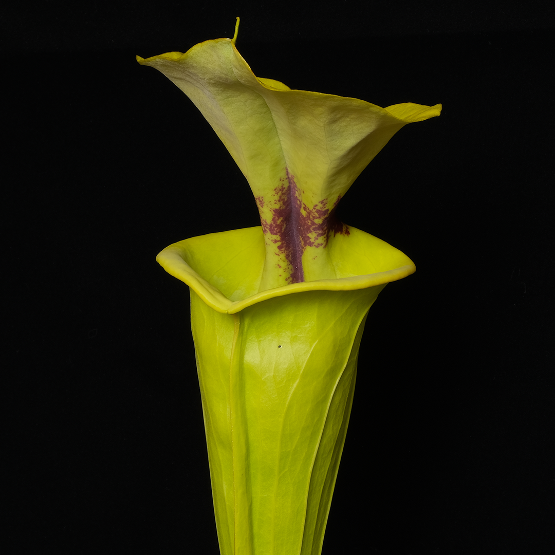 Sarracenia flava var. rugelii 'Giant'